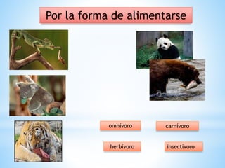 Por la forma de alimentarse
carnívoroomnívoro
herbívoro insectívoro