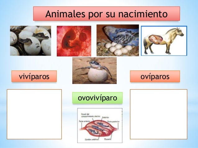 3 Clasificación De Los Animales
