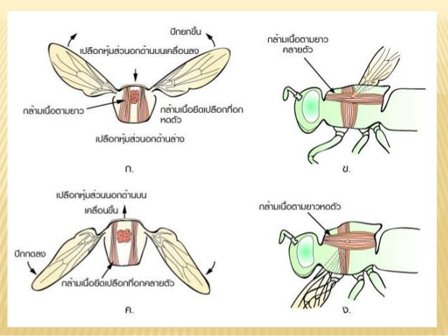 รูปภาพที่เกี่ยวข้อง