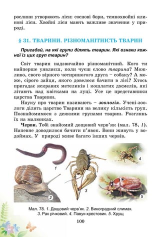 100
рослини утворюють ліси: соснові бори, темнохвойні яли-
нові ліси. Хвойні ліси мають важливе значення у при­
роді.
§ 31. Тварини. Різноманітність тварин
Пригадай, на які групи ділять тварин. Які ознаки кож-
ної із цих груп тварин?
Світ тварин надзвичайно різноманітний. Кого ти
най­перше уявляєш, коли чуєш слово тварина? Мож-
ливо, свого вірного чотириногого друга – собаку? А мо­
же, сірого зайця, якого довелося бачити в лісі? Хтось
пригадає яскравих метеликів і кошлатих джмелів, які
літають над квітками на луці. Усе це представники
царства Тварини.
Науку про тварин називають – зоологія. Учені-зоо-
логи ділять царство Тварини на велику кількість груп.
Познайомимося з деякими групами тварин. Розглянь
їх на малюнках.
Черви. Тобі знайомий дощовий черв’як (мал. 78, 1).
Напевне доводилося бачити п’явок. Вони живуть у во-
доймах. У  природі живе багато інших червів.
1
2
3
4
5
Мал. 78. 1. Дощовий черв’як. 2. Виноградний слимак.
3. Рак річковий. 4. Павук-хрестовик. 5. Хрущ
 