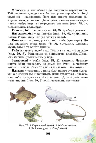 101
Молюски. У них м’яке тіло, захищене черепашкою.
Тобі напевне доводилося бачити у ставку або в річці
молюска – ставковика. Його тіло вкрите спірально за-
крученою черепашкою. До молюсків відносять двостул­
кових жабурниць, виноградного слимака (мал. 78, 2),
восьминогів, кальмарів.
Ракоподібні – це раки (мал. 78, 3), краби, креветки.
Павукоподібні – це павуки (мал. 78, 4), скорпіони,
кліщі. У них вісім ніг (по чотири пари).
Комахи – тварини, у яких шість ніг (три пари). До
них належать жуки (мал. 78, 5), метелики, бджоли,
мухи, бабки та багато інших.
Риби живуть у водоймах. Тіло в них вкрите лускою
(мал. 79, 1). Рухаються за допомогою плавців. Диха-
ють киснем, розчиненим у воді.
Земноводні – жаби (мал. 79, 2), тритони. Частину
життя вони проводять на землі (на суші), а частину
життя – у воді. Тому їх так і називають – земноводні.
Плазуни – тварини, у яких тіло вкрите сухими луска-
ми, а в деяких ще й панциром. Вони рухаються «плазую-
чи», тобто тягнуть своє тіло по землі. До плазунів нале-
жать ящірки (мал. 79, 3), змії, черепахи, крокодили.
Мал. 79. 1. Карась сріблястий. 2. Жаба ставкова.
3. Ящірка прудка. 4. Голуб сизий
1
2
3
4
 