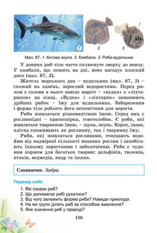 108
Мал. 87. 1. Китова акула. 2. Камбала. 3. Риба-вудильник
1 2 3
У донних риб тіло часто сплюснуте зверху до внизу.
У камбали, що лежить на дні, воно нагадує плоский
диск (мал. 87, 2).
Житель морського дна – вудильник (мал. 87, 3) –
схожий на камінь, зарослий водоростями. Перед ри-
лом з голови в нього звисає виріст – «вудка» з «ліхта-
риком» на кінці. «Вудка» і «ліхтарик» заманюють
дрібних рибок – їжу для вудильника. Забарвлення
і форма тіла роблять його непомітним для ворогів.
Риби живляться різноманітною їжею. Серед них є
рослиноїдні – краснопірка, товстолобик. Є риби, які
живляться тваринною їжею, – щука, окунь. Короп, сазан,
плітка споживають як рослинну, так і тваринну їжу.
Риби, які живляться рослинами, очищають водо-
йми від надмірної кількості водяних рослин і запобіга-
ють їхньому заростанню і заболоченню. Риба є чудо-
вим кормом для багатьох тварин: дельфінів, тюленів,
птахів, ведмедів, видр та інших.
Словничок. Зябра.
Перевір себе
1. Які ознаки риб?
2. Що допомагає рибі рухатися?
3. Від чого залежить форма риби? Наведи приклади.
4. На які групи ділять риб за способом живлення?
5. Яке значення риб у природі?
 