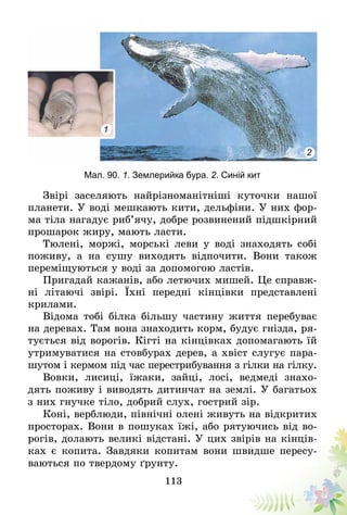 113
1
2
Мал. 90. 1. Землерийка бура. 2. Синій кит
Звірі заселяють найрізноманітніші куточки нашої
планети. У воді мешкають кити, дельфіни. У них фор-
ма тіла нагадує риб’ячу, добре розвинений підшкірний
прошарок жиру, мають ласти.
Тюлені, моржі, морські леви у воді знаходять собі
поживу, а на сушу виходять відпочити. Вони також
переміщуються у воді за допомогою ластів.
Пригадай кажанів, або летючих мишей. Це справж­
ні літаючі звірі. Їхні передні кінцівки представлені
крилами.
Відома тобі білка більшу частину життя перебуває
на деревах. Там вона знаходить корм, будує гнізда, ря-
тується від ворогів. Кігті на кінцівках допомагають їй
утримуватися на стовбурах дерев, а хвіст слугує пара-
шутом і кермом під час перестрибування з гілки на гілку.
Вовки, лисиці, їжаки, зайці, лосі, ведмеді знахо-
дять поживу і виводять дитинчат на землі. У багатьох
з них гнучке тіло, добрий слух, гострий зір.
Коні, верблюди, північні олені живуть на відкритих
просторах. Вони в пошуках їжі, або рятуючись від во-
рогів, долають великі відстані. У цих звірів на кінців-
ках є копита. Завдяки копитам вони швидше пересу-
ваються по твердому ґрунту.
 