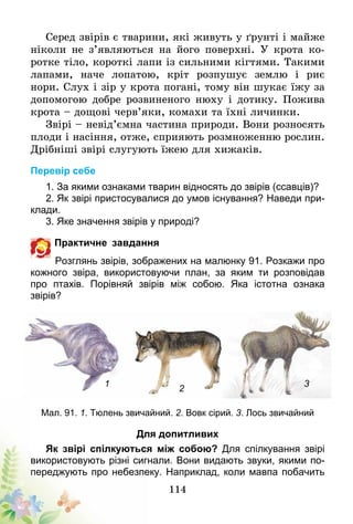 114
Серед звірів є тварини, які живуть у ґрунті і майже
ніколи не з’являються на його поверхні. У крота ко-
ротке тіло, короткі лапи із сильними кігтями. Такими
лапами, наче лопатою, кріт розпушує землю і риє
нори. Слух і зір у крота погані, тому він шукає їжу за
допомогою добре розвиненого нюху і дотику. Пожива
крота – дощові черв’яки, комахи та їхні личинки.
Звірі – невід’ємна частина природи. Вони розносять
плоди і насіння, отже, сприяють розмноженню рослин.
Дрібніші звірі слугують їжею для хижаків.
Перевір себе
1. За якими ознаками тварин відносять до звірів (ссавців)?
2. Як звірі пристосувалися до умов існування? Наведи при-
клади.
3. Яке значення звірів у природі?
Практичне завдання
Розглянь звірів, зображених на малюнку 91. Розкажи про
кожного звіра, використовуючи план, за яким ти розповідав
про птахів. Порівняй звірів між собою. Яка істотна ознака
звірів­?
1
2
3
Мал. 91. 1. Тюлень звичайний. 2. Вовк сірий. 3. Лось звичайний
Для допитливих
Як звірі спілкуються між собою? Для спілкування звірі
використовують різні сигнали. Вони видають звуки, якими по-
переджують про небезпеку. Наприклад, коли мавпа побачить
 