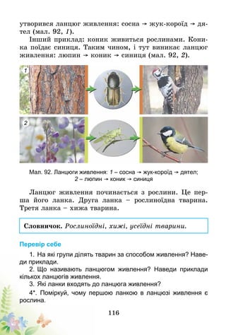 116
утворився ланцюг живлення: сосна  жук-короїд  дя-
тел (мал. 92, 1).
Інший приклад: коник живиться рослинами. Кони-
ка поїдає синиця. Таким чином, і тут виникає ланцюг
живлення: люпин  коник  синиця (мал. 92, 2).
1
2
Мал. 92. Ланцюги живлення: 1 – сосна  жук-короїд  дятел;
2 – люпин  коник  синиця
Ланцюг живлення починається з рослини. Це пер-
ша його ланка. Друга ланка – рослиноїдна тварина.
Третя ланка – хижа тварина.
Словничок. Рослиноїдні, хижі, усеїдні тварини.
Перевір себе
1.	На які групи ділять тварин за способом живлення? Наве-
ди приклади.
2.	Що називають ланцюгом живлення? Наведи при­клади
кількох ланцюгів живлення.
3.	Які ланки входять до ланцюга живлення?
4*.	 Поміркуй, чому першою ланкою в ланцюзі живлення є
рослина.
 