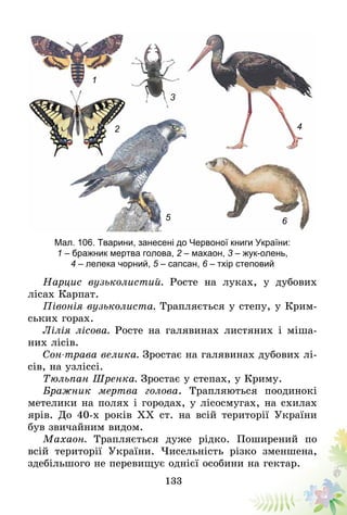 133
Мал. 106. Тварини, занесені до Червоної книги України:
1 – бражник мертва голова, 2 – махаон, 3 – жук-олень,
4 – лелека чорний, 5 – сапсан, 6 – тхір степовий
1
2
3
4
5 6
Нарцис вузьколистий. Росте на луках, у дубових
лісах Карпат.
Півонія вузьколиста. Трапляється у степу, у Крим­­
ських горах.
Лілія лісова. Росте на галявинах листяних і міша-
них лісів.
Сон-трава велика. Зростає на галявинах дубових лі-
сів, на узліссі.
Тюльпан Шренка. Зростає у степах, у Криму.
Бражник мертва голова. Трапляються поодинокі
метелики на полях і городах, у лісосмугах, на схилах
ярів. До 40-х років XX ст. на всій території України
був звичайним видом.
Махаон. Трапляється дуже рідко. Поширений по
всій території України. Чисельність різко зменшена,
здебільшого не перевищує однієї особини на гектар.
 