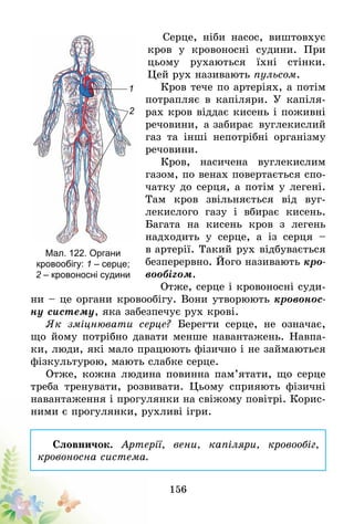 156
Серце, ніби насос, виштовхує
кров у кровоносні судини. При
цьому рухаються їхні стінки.
Цей рух називають пульсом.
Кров тече по артеріях, а потім
потрапляє в капіляри. У капіля-
рах кров віддає кисень і поживні
речовини, а забирає вуглекислий
газ та інші непот­рібні організму
речовини.
Кров, насичена вуглекислим
газом, по венах повертається спо-
чатку до серця, а потім у легені.
Там кров звільняється від вуг­
лекислого газу і вбирає кисень.
Багата на кисень кров з легень
надходить у сер­­­це, а із серця –
в ар­терії. Такий рух відбувається
безперервно. Його називають кро-
вообігом.
Отже, серце і кровоносні суди-
ни – це органи кровообігу. Вони утворюють кровонос-
ну систему, яка забезпечує рух крові.
Як зміцнювати серце? Берегти серце, не означає,
що йому потрібно давати менше навантажень. Навпа-
ки, люди, які мало працюють фізично і не займаються
фізкультурою, мають слабке серце.
Отже, кожна людина повинна пам’ятати, що серце
треба тренувати, розвивати. Цьому сприяють фізичні
навантаження і прогулянки на свіжому повітрі. Корис-
ними є прогулянки, рухливі ігри.
Словничок. Артерії, вени, капіляри, кровообіг,
кровоносна система.
Мал. 122. Органи
кровообігу: 1 – серце;
2 – кровоносні судини
1
2
 