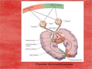 Строение зрительной системы
 