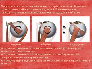 •Аддукция - приведение (глаз поворачивается к носу). Её совершает 
медиальная прямая мышца.
•Абдукция - отведение (глаз поворачивается в сторону виска). Её 
совершает латеральная прямая мышца 
•Супрадукция или поднятие глаза кверху осуществляется верхней прямой 
мышцей 
Движение каждого глаза осуществляется в трёх плоскостях. Движение 
одного глазного яблока называется дукцией. В зависимости от 
плоскости движения различают следующие виды движений глаза:
Аддукция  Абдукция Супрадукция
 
