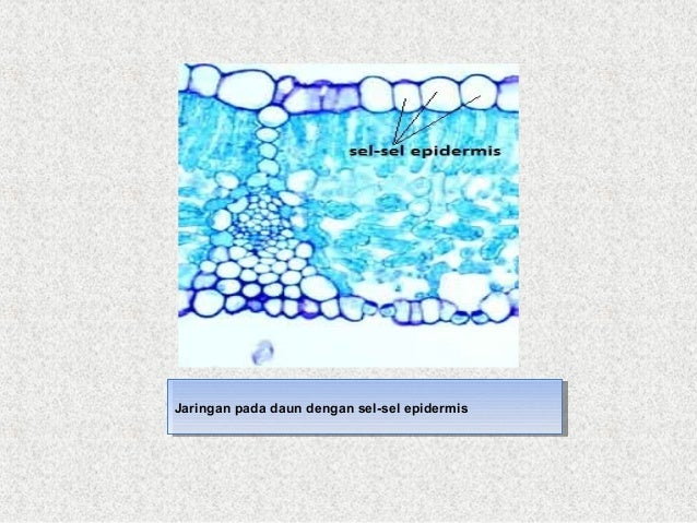 3. pertemuan-3-struktur-dan-fungsi-jaringan-tumbuhan