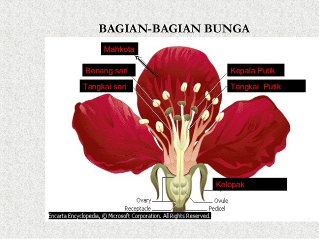 3. pertemuan-3-struktur-dan-fungsi-jaringan-tumbuhan