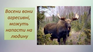Восени вони
агресивні,
можуть
напасти на
людину
 