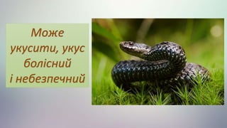 Може
укусити, укус
болісний
і небезпечний
 