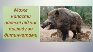 Може
напасти
навесні під час
догляду за
дитинчатами
 