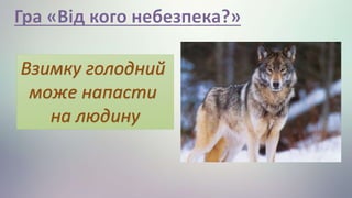 Взимку голодний
може напасти
на людину
 