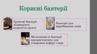 Ґрунтові бактерії
підвищують
родючість ґрунту
Бактерії для
виробництва ліків
Молочнокислі бактерії
використовують для
утворення кефіру і сиру
 