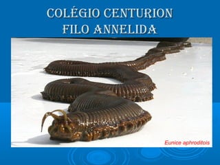 COLÉGIO CENTURIONCOLÉGIO CENTURION
FILO ANNELIDAFILO ANNELIDA
Eunice aphroditois
 