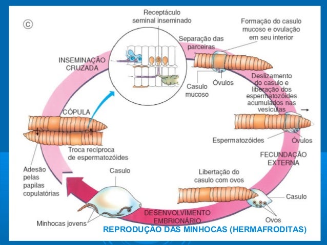 Resultado de imagem para reprodução dos anelideos