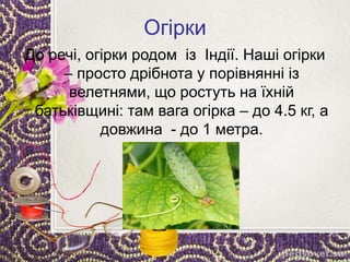Огірки
До речі, огірки родом із Індії. Наші огірки
– просто дрібнота у порівнянні із
велетнями, що ростуть на їхній
батьківщині: там вага огірка – до 4.5 кг, а
довжина - до 1 метра.
 