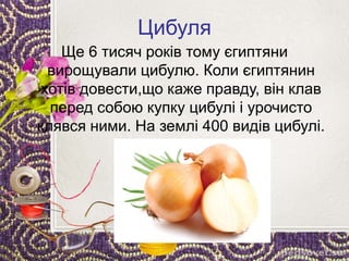 Цибуля
Ще 6 тисяч років тому єгиптяни
вирощували цибулю. Коли єгиптянин
хотів довести,що каже правду, він клав
перед собою купку цибулі і урочисто
клявся ними. На землі 400 видів цибулі.
 