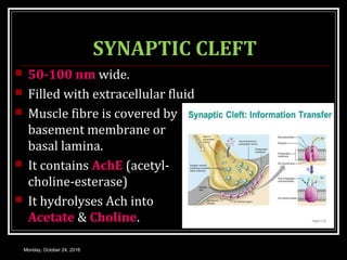 NEUROMUSCULAR JUNCTION | PPT