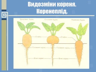 Видозміни кореня.
Коренеплід.
 