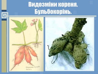 Видозміни кореня.
Бульбокорінь.
 