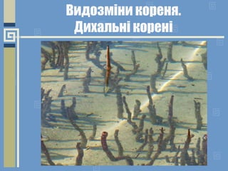Видозміни кореня.
Дихальні корені
 