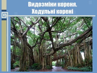 Видозміни кореня.
Ходульні корені
 