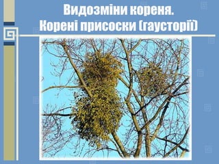 Видозміни кореня.
Корені присоски (гаусторії)
 