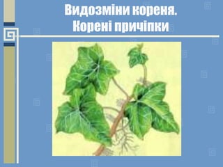 Видозміни кореня.
Корені причіпки
 