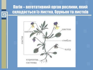 Пагін – вегетативний орган рослини, який
складається із листка, бруньок та листків
 
