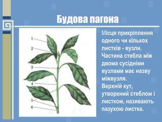 Будова пагона
Місця прикріплення
одного чи кількох
листків - вузли.
Частина стебла між
двома сусідніми
вузлами має назву
міжвузля.
Верхній кут,
утворений стеблом і
листком, називають
пазухою листка.
 