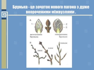 Брунька - це зачаток нового пагона з дуже
вкороченими міжвузлями .
 