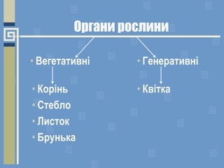 Органи рослини
• Вегетативні • Генеративні
• Корінь
• Стебло
• Листок
• Брунька
• Квітка
 