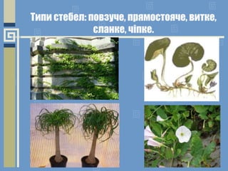 Типи стебел: повзуче, прямостояче, витке,
сланке, чіпке.
 