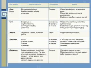 •
Шар стебла З чого складається Тип тканини Функції
1. Кора
а) корок
Містить відмерлі клітини.
Ззовні розташована шкірка з
сочевичками.
Покривна 1. Захист від надмірного випаровування
вологи.
2. Захист від проникнення пилу та
мікроорганізмів;
3. Здійснення газообміну(через сочевички).
б) луб Складається з:
а) луб'яних волокон;
б) ситоподібних трубок;
в) паренхіми
а) механічна;
б) провідна;
в) основна
1. Надання гнучкості та міцності стеблу
(луб'яні волокна)
2. Забезпечення руху органічних речовин від
листка до кореня (ситоподібні трубки).
2. Камбій Побудований з клітини, які постійно
діляться.
Твірна 1. Щорічне потовщення стебла
3. Деревина Містить:
а) деревні волокна;
б) судини;
в) паренхіму
а) механічна;
б) провідна;
в) основна
1. Забезпечує рух води і мінеральних
речовин від кореня до листків (судини).
2. Накопичення різних речовин
(паренхіма).
4. Серцевина Складається з великих тонкостінних,
пухко розташованих клітин . Ряд таких
клітин, який починається від серцевини і
проходить у вигляді променя через
деревину до кори,
називають серцевинним променем.
Основна 1. Запасання поживних речовин.
2. Переміщення різних сполук між шарами
стебла (серцевинні промені).
 