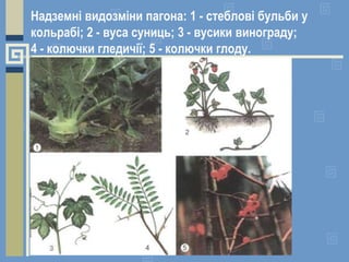 Надземні видозміни пагона: 1 - стеблові бульби у
кольрабі; 2 - вуса суниць; 3 - вусики винограду;
4 - колючки гледичії; 5 - колючки глоду.
 