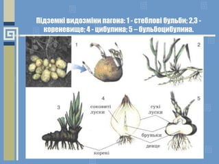 Підземні видозміни пагона: 1 - стеблові бульби; 2,3 -
кореневище; 4 - цибулина; 5 – бульбоцибулина.
 