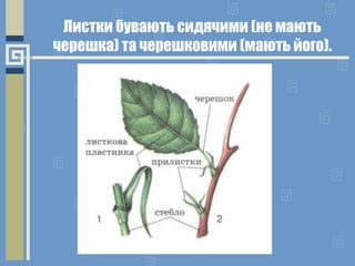 Листки бувають сидячими (не мають
черешка) та черешковими (мають його).
 