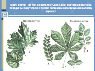 Прості листки - це такі, які складаються з однієї листкової пластинки.
Складні листки утворені кількома листковими пластинуами на одному
черешку.
 
