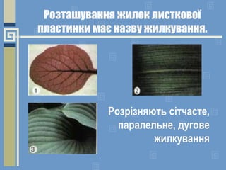 Розташування жилок листкової
пластинки має назву жилкування.
Розрізняють сітчасте,
паралельне, дугове
жилкування
 