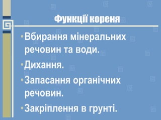 Функції кореня
•Вбирання мінеральних
речовин та води.
•Дихання.
•Запасання органічних
речовин.
•Закріплення в грунті.
 