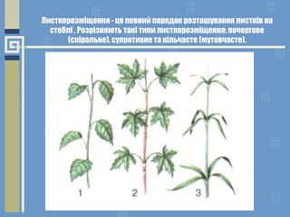 Листкорозміщення - це певний порядок розташування листків на
стеблі . Розрізняють такі типи листкорозміщення: почергове
(спіральне), супротивне та кільчасте (мутовчасте).
 