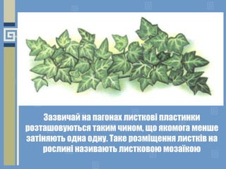 Зазвичай на пагонах листкові пластинки
розташовуються таким чином, що якомога менше
затіняють одна одну. Таке розміщення листків на
рослині називають листковою мозаїкою
 