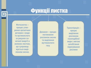 Функції листка
Фотосинтез –
процес утво-
рення органічних
речовин з води
та вуглекислого
за рахунок со-
нячної енергії в
зелених листках,
що супровод-
жується виді-
ленням кисню.
Дихання – процес
поглинання
рослиною кисню
та виділення
вуглекислого
газу
Транспірація –
процес
виділення
рослиною
газоподібної
види з метою
запобігання
перегрівання
рослини
 