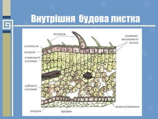 Внутрішня будова листка
 
