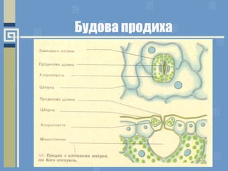 Будова продиха
 