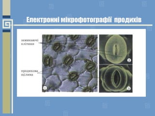 Електронні мікрофотографії продихів
 