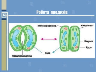 Робота продихів
 